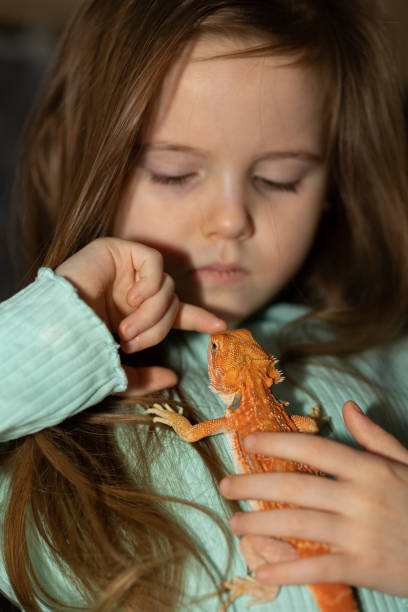 portrait of pretty girl with red bearded agama iguana on gray background. little child playing with reptile. selective focus. - iguana reptile smiling human face imagens e fotografias de stock