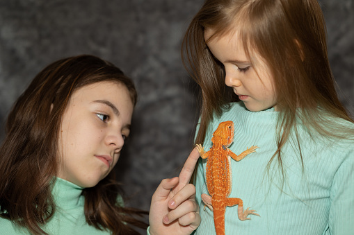 Portrait of pretty girls with Red bearded Agama iguana on gray background. Two small children playing with reptile. Selective focus.