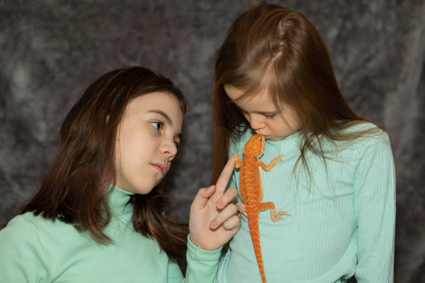 portrait of pretty girls with red bearded agama iguana on gray background. two small children playing with reptile. selective focus. - iguana reptile smiling human face imagens e fotografias de stock