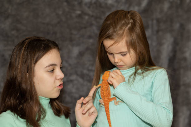 portrait of pretty girls with red bearded agama iguana on gray background. two small children playing with reptile. selective focus. - iguana reptile smiling human face imagens e fotografias de stock