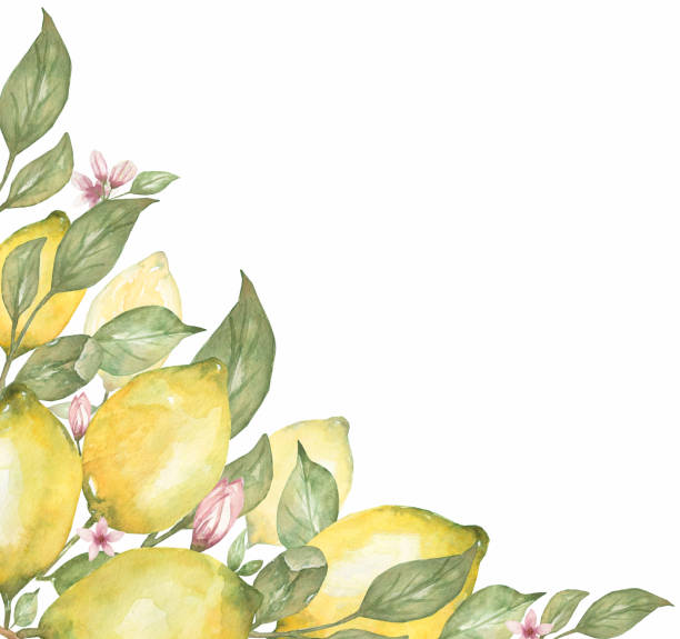 istock Watercolor Lemon Frame Clipart, Tropical Exotic fruit border, floral bouquet print, wedding invitation, logo design 1459004525