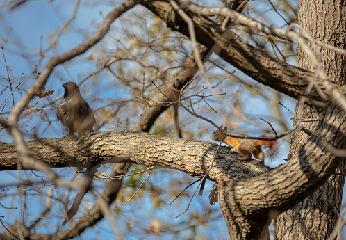 Various animals can meet in the wild in unexpected places. In this photo, the crow and the squirrel coincide on a tree.