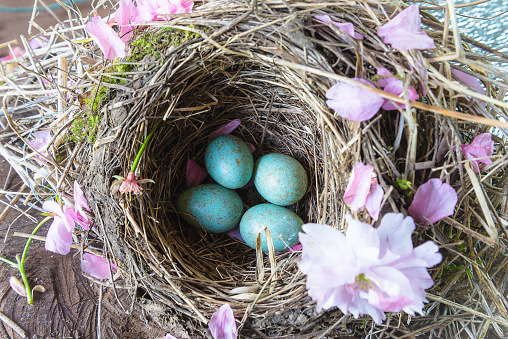 Top view for catbird nest with blue eggs;