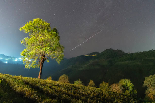 pluies de météores astronomiques au-dessus de la cime des arbres et d’une plantation de thé à chiang rai, thaïlande - the orbit photos et images de collection