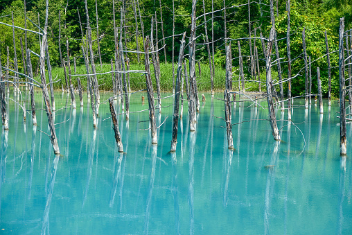 Beautiful scenery of Blue Pond in Biei, Hokkaido, Japan