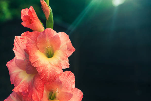 Magenta colored oleander flowers