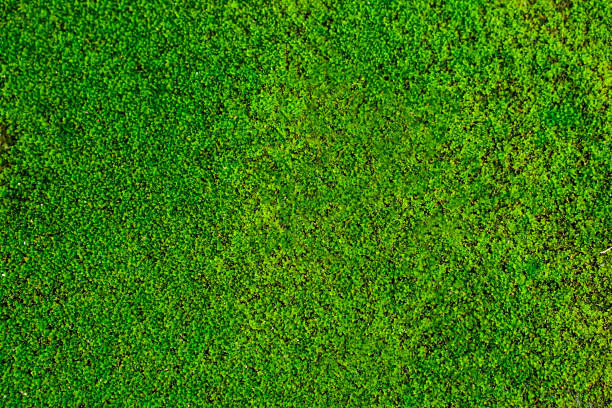 istock Full Frame Shot of Fresh Moss on The Ground 1459011269