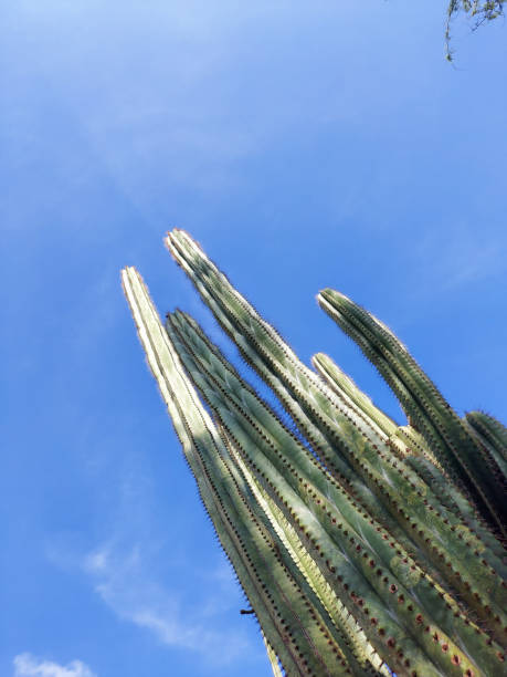 istock Fresh Juicy Green Cactus raising against Blue Sky 1459012652