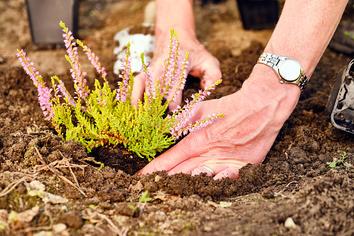 Close-ups of a woman planting small heather plants into ground prepared with an acidic ph value.