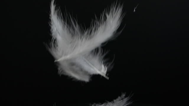 White fluffy feathers over black background