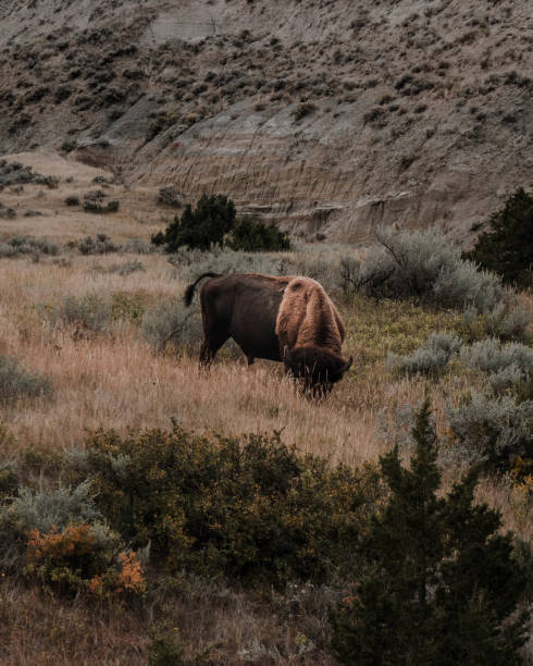 un bisonte maschio selvatico su un prato di erba secca nel parco nazionale theodore roosevelt, north dakota, usa - american bison north dakota theodore roosevelt national park badlands foto e immagini stock