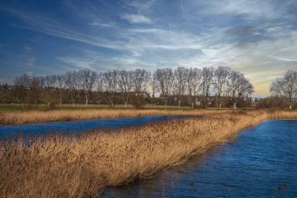 View of reeds near Wiesbaden-Schierstein/Germany in spring