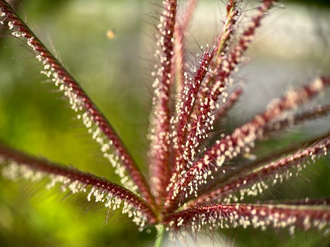 Selective focus view of red Drosera Capensis which is carnivorous plants with blurred background. Macro photography.