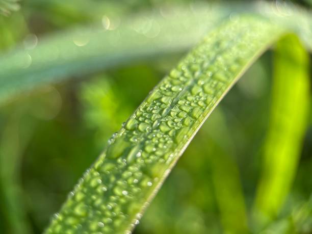istock Beautiful water droplet on a green leaf 1459016857