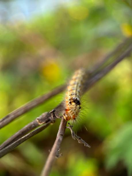 istock Moth caterpillar walking on wood branch 1459016920