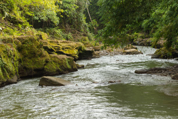istock Uma Anyar waterfall, Bali, Indonesia. Jungle, forest, daytime with cloudy sky. 1459017152