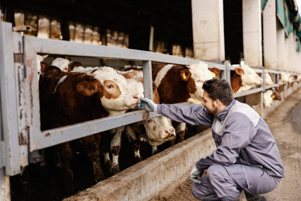 istock A farmer crouches and pets cows on a cow farm. 1459017361
