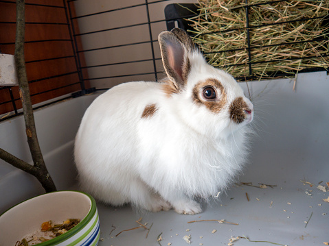 Domestic decorative white fluffy rabbit with long upright ears in its cage with feeding plate and dry grass side view