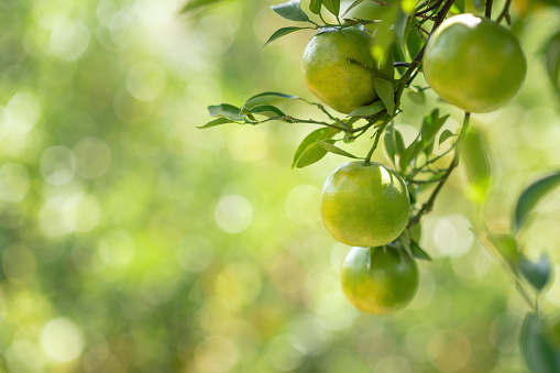Fresh oranges are hung from trees at an orange orchard with with Bokeh background