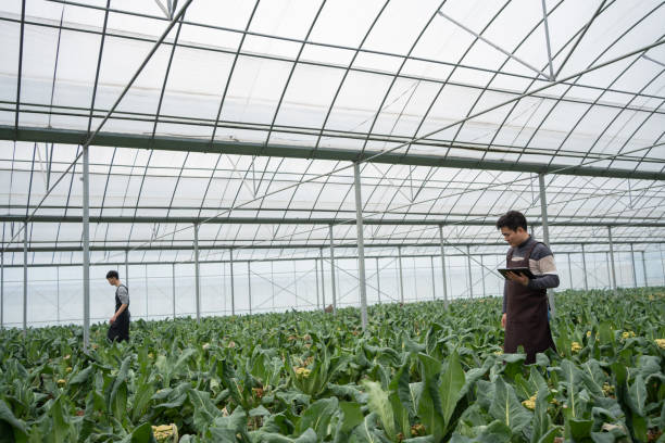 istock The farmer is checking the vegetable greenhouse 1459017789