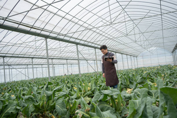 istock Farmer in the greenhouse 1459017805