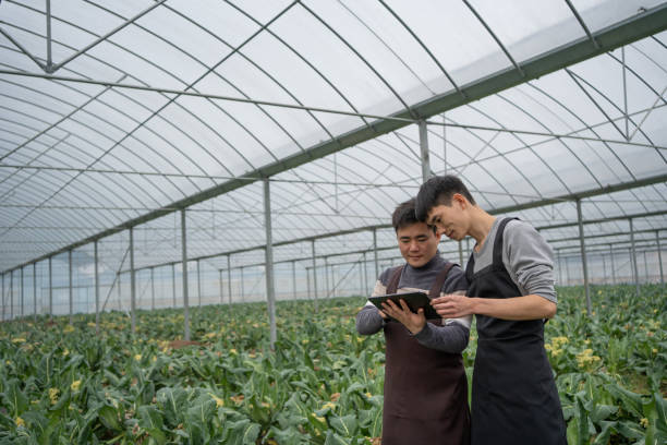 istock Greenhouse vegetable cultivation 1459017854