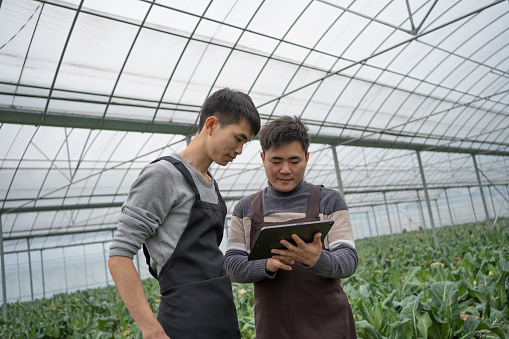 Farm workers record vegetable growth data