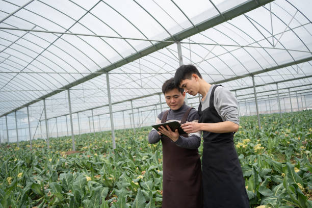 istock Greenhouse Vegetable Planting 1459017902