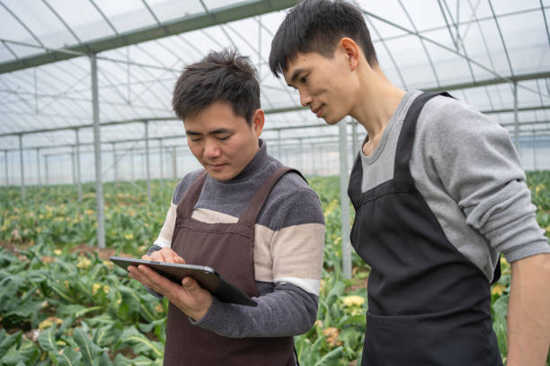 istock Greenhouse Vegetable Planting Technology 1459017942