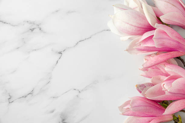 istock Pink magnolia flowers on white marble background. Flat lay. Spring background. Holiday or wedding card. Top view 1459018162