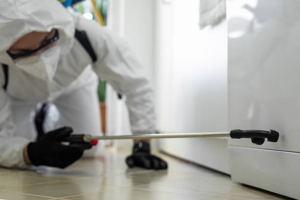 istock Young male exterminator worker spraying insecticide chemical in kitchen 1459019818