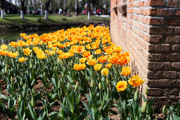 istock tulips in flower field 1459019882