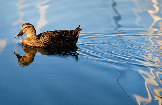 duck female swimming in a quiet sea in the rays of the setting sun