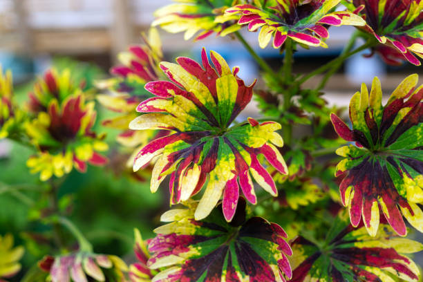 closeup view of Coleus scutellarioides plant leaves