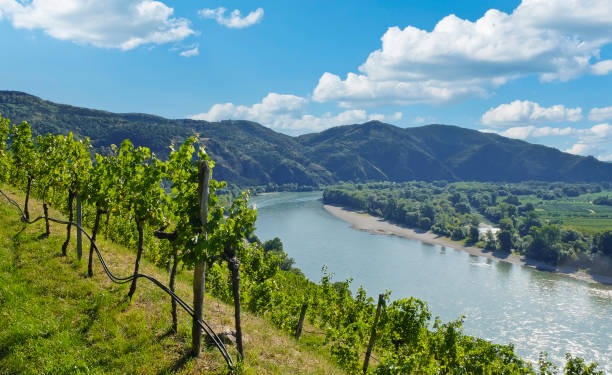 Trip to the Wachau (Danube Valley). View from the Weissenkirchen vineyards downstream over the Danube towards the town of Dürnstein (Lower Austrian wine region Wachau). danube valley stock pictures, royalty-free photos & images