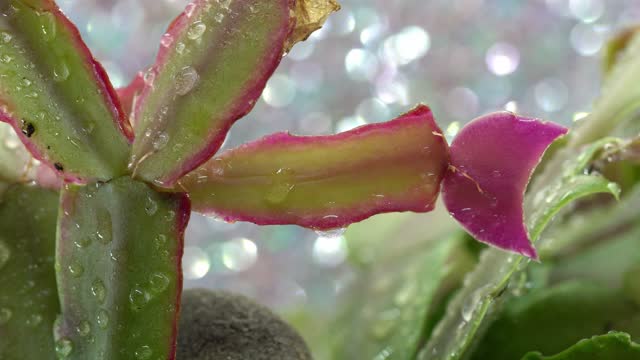 cactus schlumbergera in detail with pink blossom in full bloom