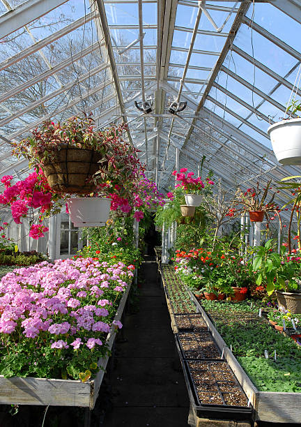 istock Greenhouse for flowers and herbs 145902353