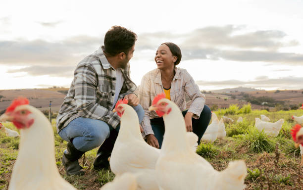 istock Farming, poultry and people with chicken outdoors doing check and feeding livestock. Agriculture, sustainability and man and woman working on poultry farm for healthy, organic and natural animals 1459023610