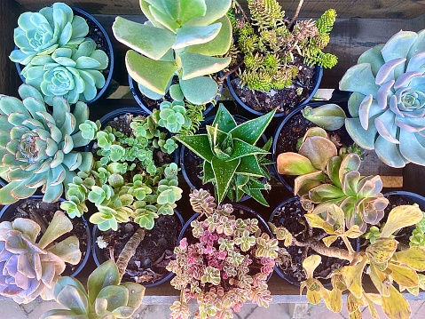 Horizontal flat lay close up of a variety of small green yellow and pink succulent potted house plants