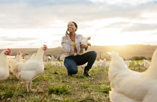 Photo of Black woman, phone call and countryside on chicken farm with smile for live stock in the outdoors. Happy African American female farmer smiling on phone for sustainability, agriculture and animals