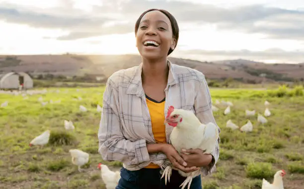 Photo of Farmer, chicken and black woman, happy and working on agriculture, small business and sustainability countryside. Farmer worker, smile and animal sustainable farming outdoor in nature with poultry