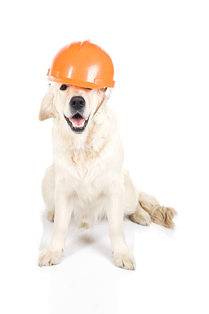 Construction dog stock photo