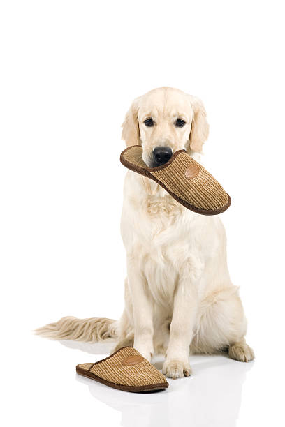 Golden retriever stock photo