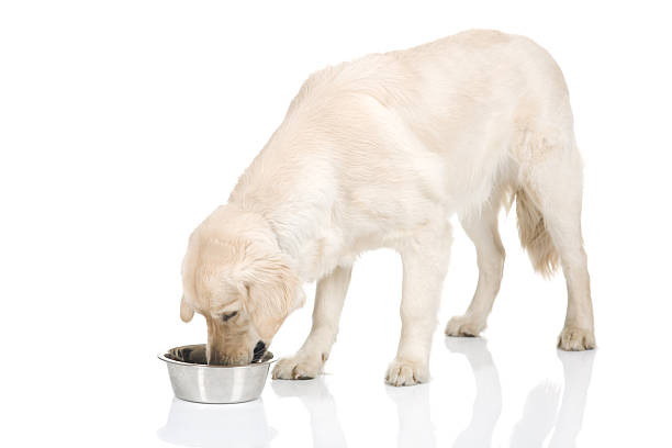 Dog eating stock photo