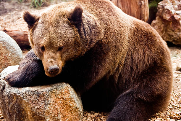 istock European Brown Bear 145902672