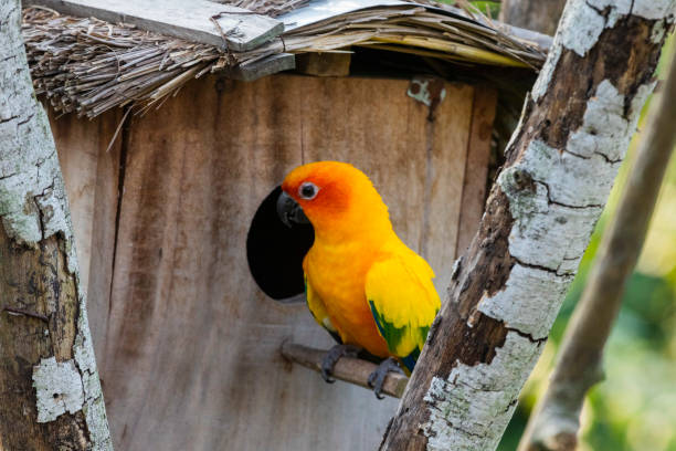 istock Sun Conure parrot in Chandigarh bird park 1459027298