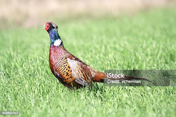 Fagiano Comune Phasianus Colchicus - Fotografie stock e altre immagini di Animale - Animale, Animale da safari, Animale selvatico