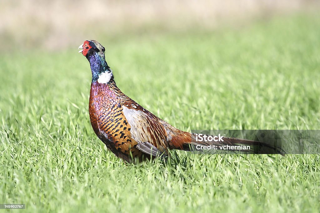 Common Pheasant ( Phasianus colchicus ) Common Pheasant ( Phasianus colchicus ). Russia, Voronezh area. Animal Stock Photo