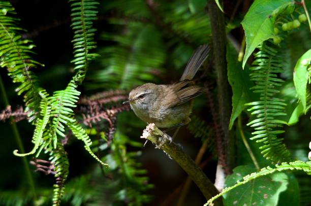 sunda bush warbler (horornis vulcanis) - bark bird warbler tree trunk imagens e fotografias de stock