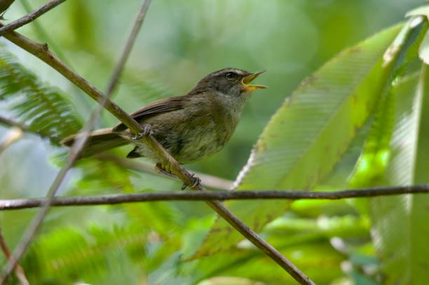 sunda bush warbler (horornis vulcanis) - bark bird warbler tree trunk imagens e fotografias de stock